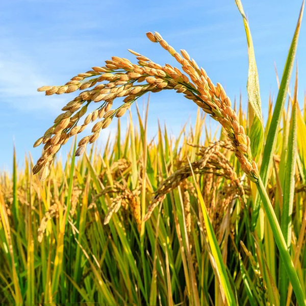 农户昼夜浇地抗旱累得睡倒在田里