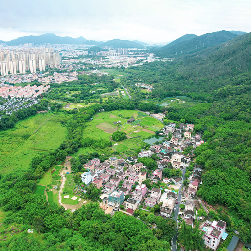 浓郁香甜!就在中山这片“海”